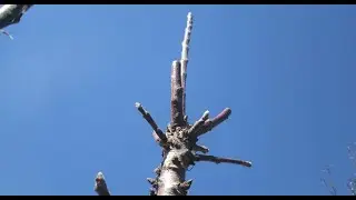 Trimming of a coliform apple tree
