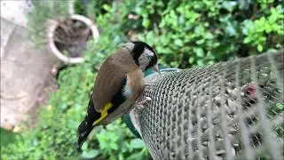 Wildlife adventures with an iPhone