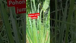 pohon sereh jumbo
