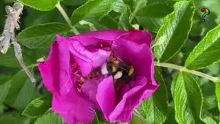 Шмели на цветке шиповника   Made with Clipchamp