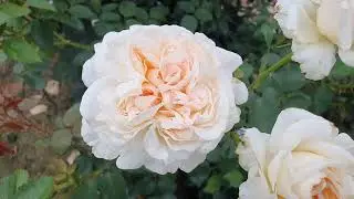 EDROSES/Троянда 🌹 Себастьян Кнейп (Sebastian Kneipp,  Fragrant Memories), Kordes, Німеччина 1997