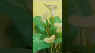 Вот так проходят у нас живые презентации!Город Сибай.