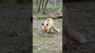 Лиса Алиса в экоотеле  Дом Лани 