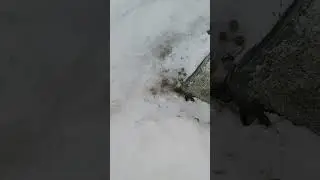 Зверь под домом. Полное видео