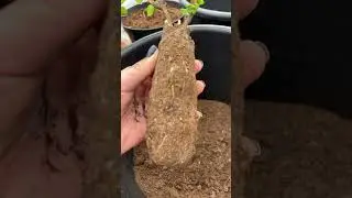 #гортензияметельчатая