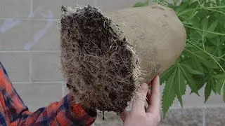 Transplanting with Bottomless Pots
