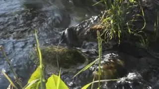 Большие Горки (Ропша), старая мельница