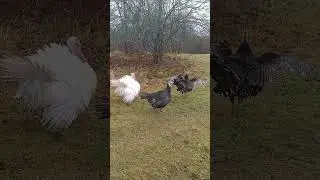Коварный соблазнитель индюк Гена и три его невесты.