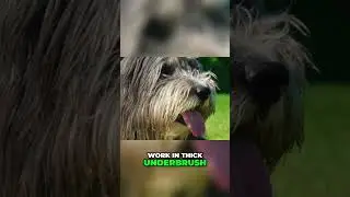 Meet the Bouncing Beardie - The Bearded Collie