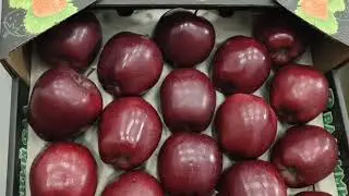 О Джеромини