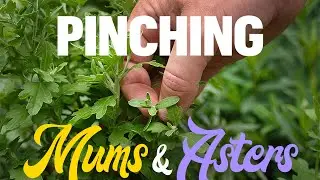 Pinching Mums and Asters