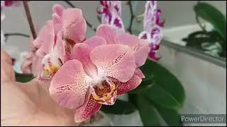 Полное домашнее  цветение  орхидей P. Euphorion, P. Leco Fantastic, белой красотки! 🌺