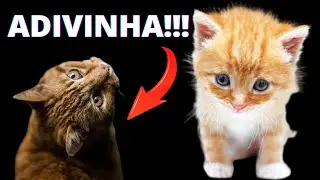 😰AGORA! O Segredo de Animais Domésticos com muito Pouco Esforço.