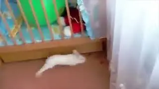 Funny caryed animal 2019😂😂😂