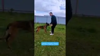 How to teach a dog the back command