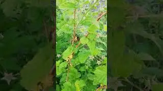 Шершень кушает