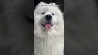 Pretty hard #youtube #video #viral #yt #dogs #shortsvideo #ytshorts #puppyvideo #samoyed #puppy #fyp