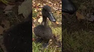 Уточка#уточка#cute#природа#утки#утка#животные#мем#мемы#shorts#video#приколы#качка#милашка#милота#mem