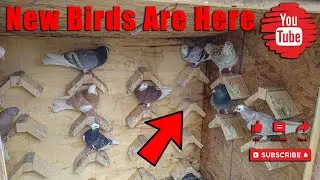 New Birds Are Here (Birmingham Roller Pigeons)