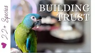 Building Trust Made Easy with Blue-headed Macaw | #parrot_bliss #macawparrot #birds