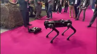 The dog and the dogo are playing in Eurosatory