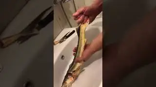 Удаление визиги из осетра