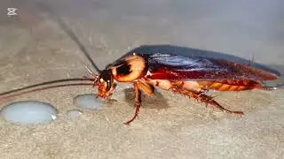 Cockroach - Telapoka Eating Milk