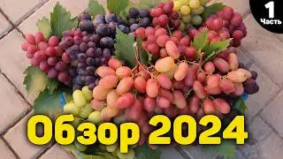 🍇Обзор ультраранних и ранних сортов винограда - 2024 - "Часть 1" 📸