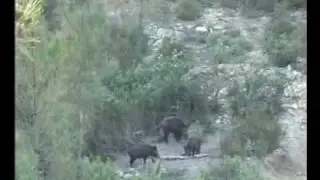 Safaris fotográficos