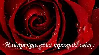 Найпрекрасніша троянда світу Г. Андерсен #казка #казкаукраїнською #казкиандерсена