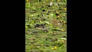 OPW Biodiversity week 2024 Moorhen