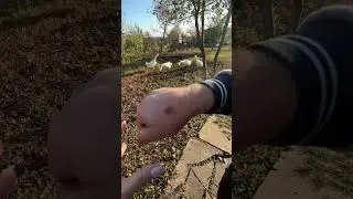 Гуси нападают🤭 банда
