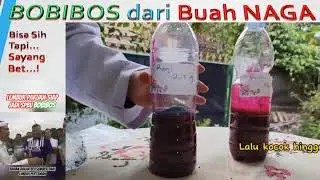 BOBIBOS FROM DRAGON FRUIT || Indonesian Kids Can Do Anything