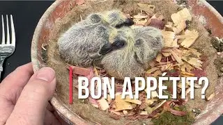 INTERVENTION! Baby pigeon not getting enough food?