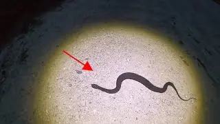 EXPLORING some new areas and Finding a few snakes. CENTRAL FLORIDA HERPING