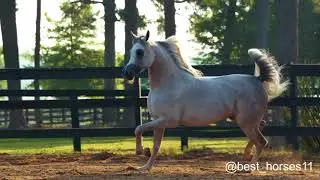 Wortex Kalliste , Best Arabian Horses