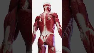 Dive Deep into the Back's Core: Exploring Deep Muscles