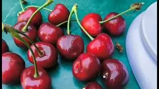 Черешня Казка. Якісний, смачний, крупний і гарний сорт.