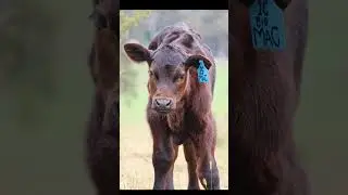 Cutness #cow #calf #lick #cowphoto #cutecow #babycow #southaustralia #australoia #photography #angus