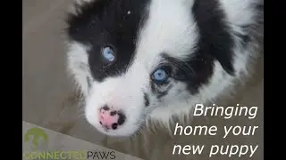 Bringing home your new puppy