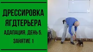 Дрессировка щенка ягдтерьера. Адаптация. День 5. Занятие 1