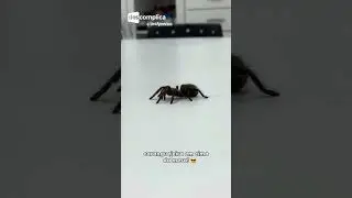 Aqui, tudo é possível! 😳👀| Descomplica UniAmérica