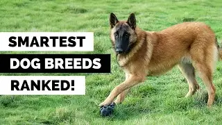 17 SMARTEST Dog Breeds Ranked by Science – Is Your Breed on the List?