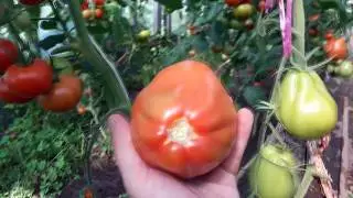 Самые вкусные томаты! Сапсан, Пузата Хата.