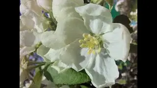 Набережная реки. Собираемся делать ремонт на кухне. Кот Айлекс играет.