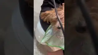 Спа процедуры 🧸 #shorts