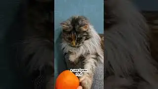 HOW TO NAME A KITTEN CORRECTLY? 