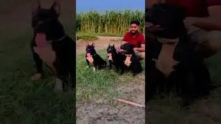 Coco bully -ritik dog kennel 🤟🔥❤️❤️#shortsviral #pitbull #dogs #shortfeed #shorts
