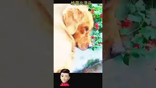 Funny Dog Video 🤣🤣🤣 #shorts #youtubeshorts