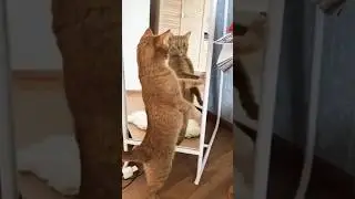Funny cats 😂 episode 25 #shorts